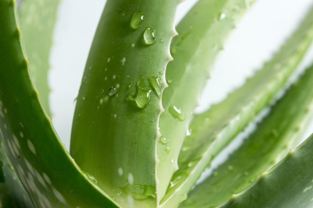 An overwatered aloe vera plant with leaves covered in water droplets. The green leaves are thick, fleshy, and have small white speckles and points. 