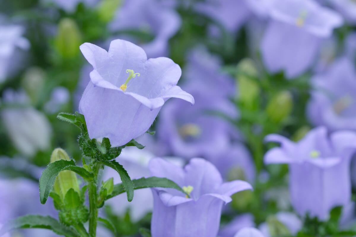 Canterbury bell flowers seen in an outdoor garden.