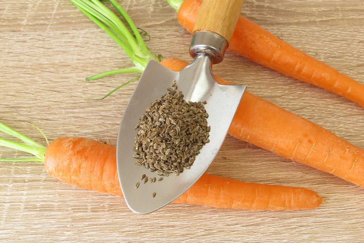 A small hand shovel with a wooden handle holds a pile of fine brown seeds. The shovel rests on three fresh, unpeeled carrots with green tops, arranged on a light wooden surface.