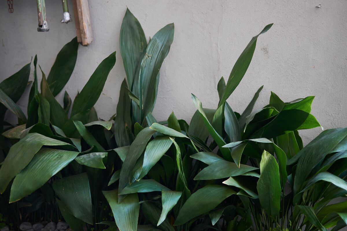 A collection of wide, glossy green leaves of Cast Iron plant that grows densely against a white wall. 