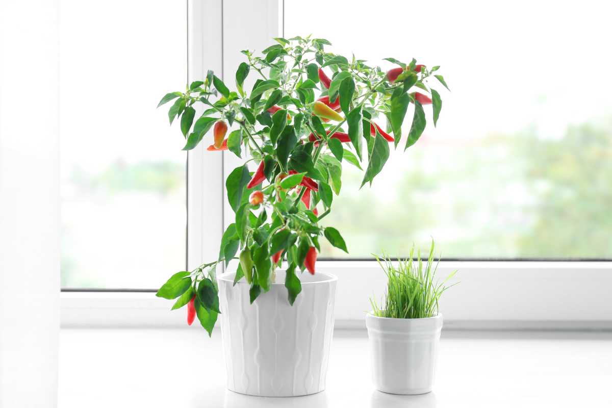 A white windowsill holds two potted plants. On the left, a thriving chili pepper plant with glossy green leaves and numerous red and green peppers in a white pot, 