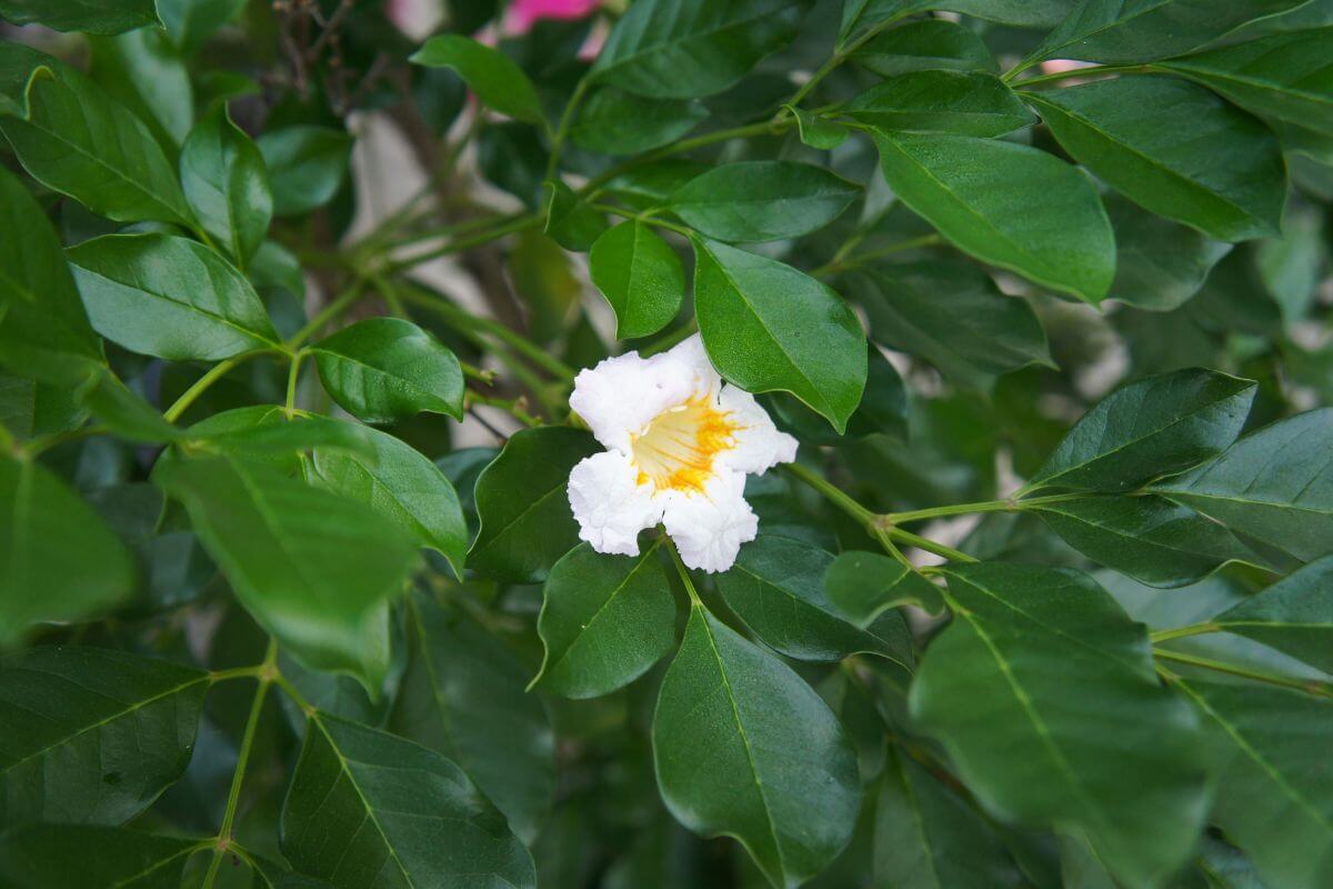 A close-up of lush green leaves surrounding a white flower with a yellow center. The flower, located in the middle of the China Doll plant, stands out against the backdrop of dense foliage.