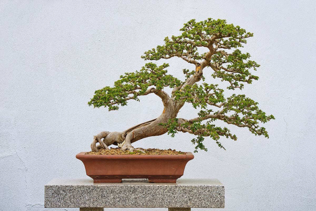 A gorgeous, perfectly shaped Chinese Elm bonsai stands on a marble platform against a white concrete background.