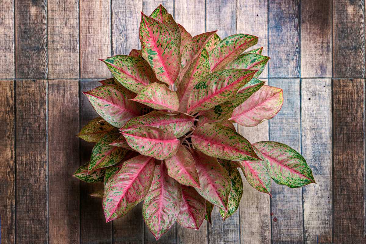 A potted chinese evergreen plant with large, colorful leaves featuring a mix of green, pink, and red hues.