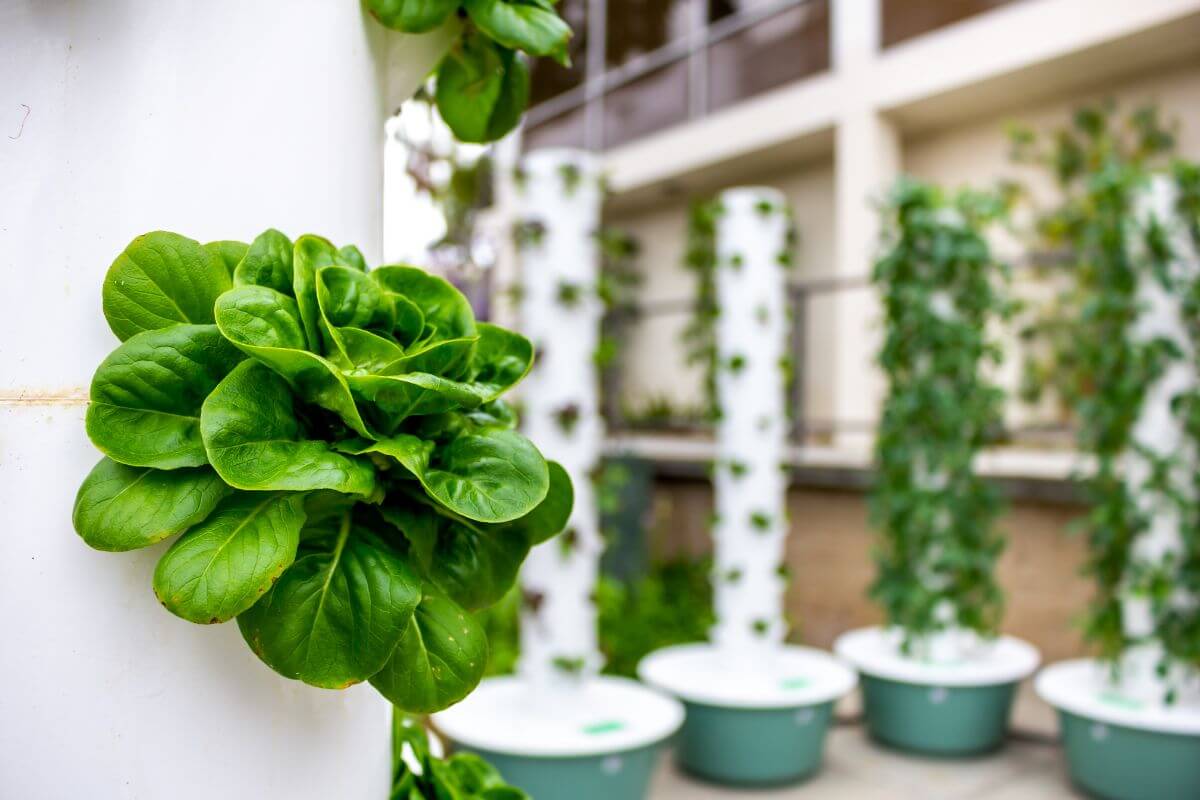 Close-up of Hydroponic Basil growing on a vertical hydroponic tower.