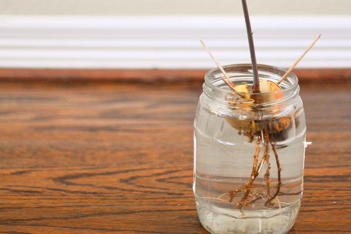 A glass jar filled with water contains an avocado pit suspended by toothpicks.