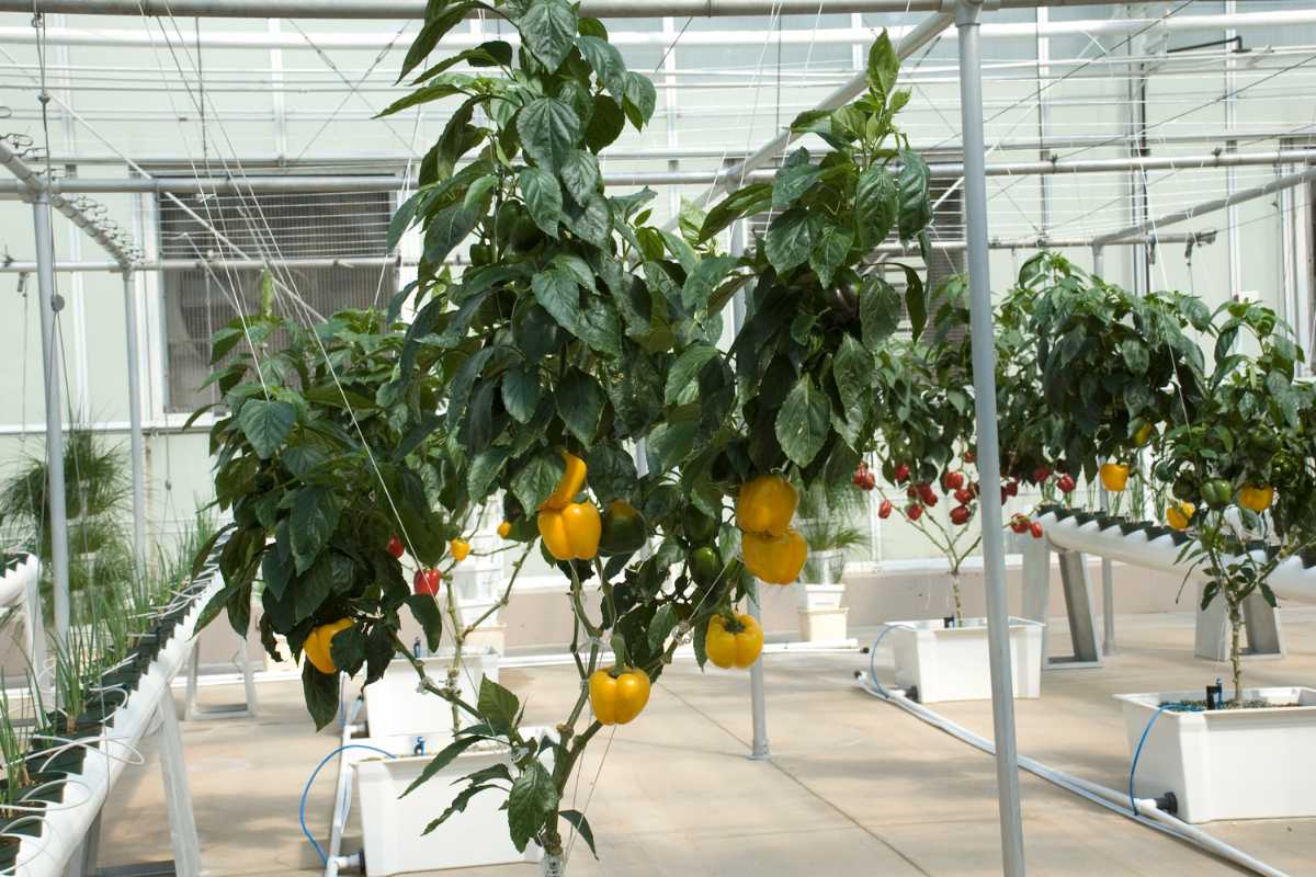 Hydroponic peppers flourish in a hydroponic greenhouse, with yellow and red bell peppers visible. 