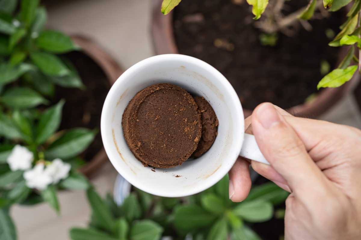 A hand holds a white cup containing used coffee grounds, surrounded by potted plants with green leaves and white flowers in the background. 