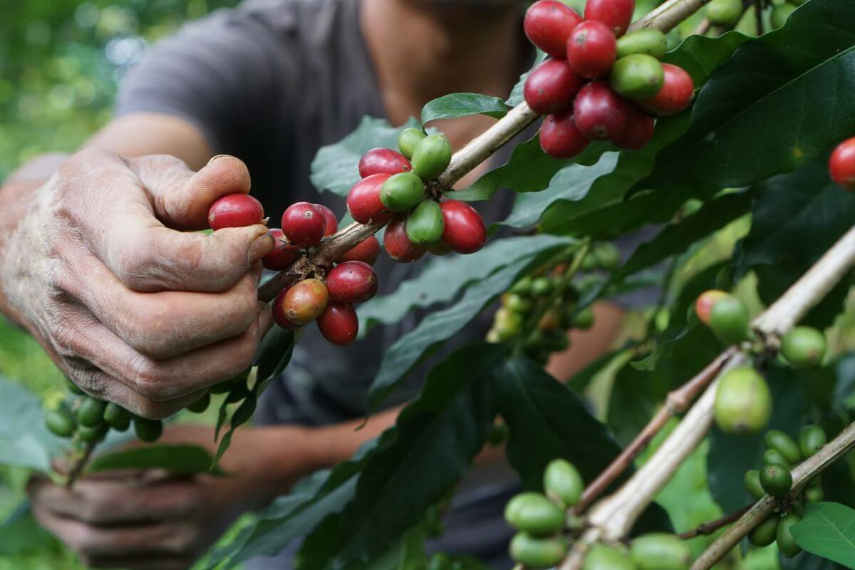 A person reaches out to pick ripe red fruits from a coffee plant, surrounded by green leaves. The person's hand shows signs of work, and the berries contrast with unripened green ones on the same branch. 