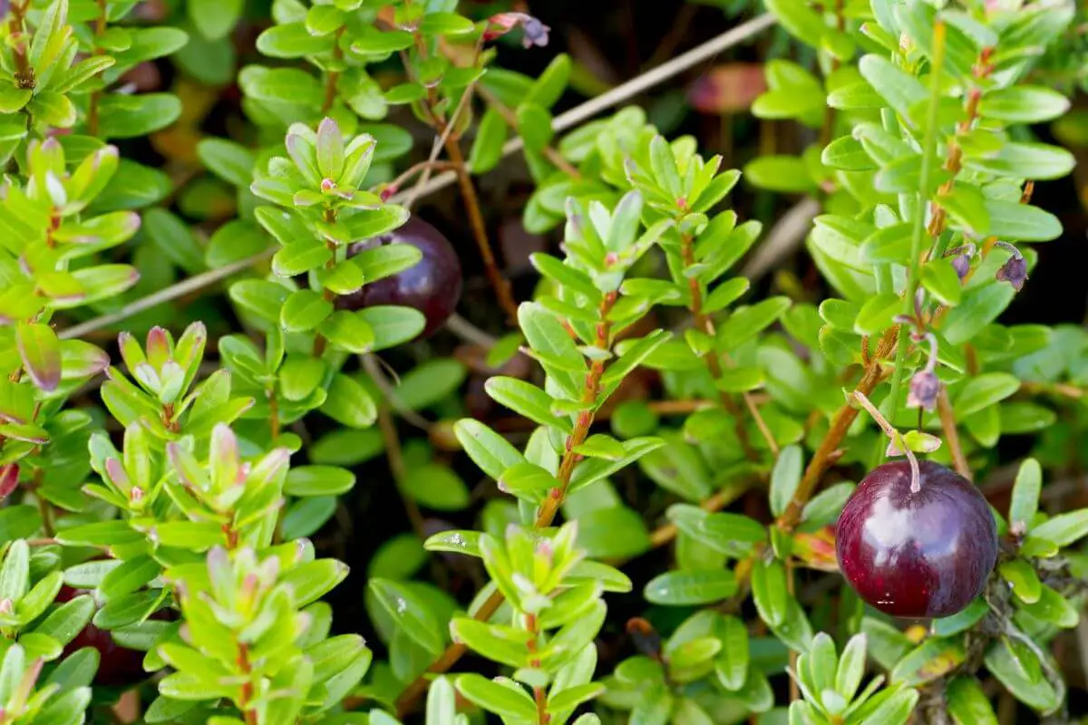 A Cranberries bush with bright green leaves and dark red cranberries. The lush foliage surrounds the ripe edible winter berries, which stand out against the vibrant greenery.