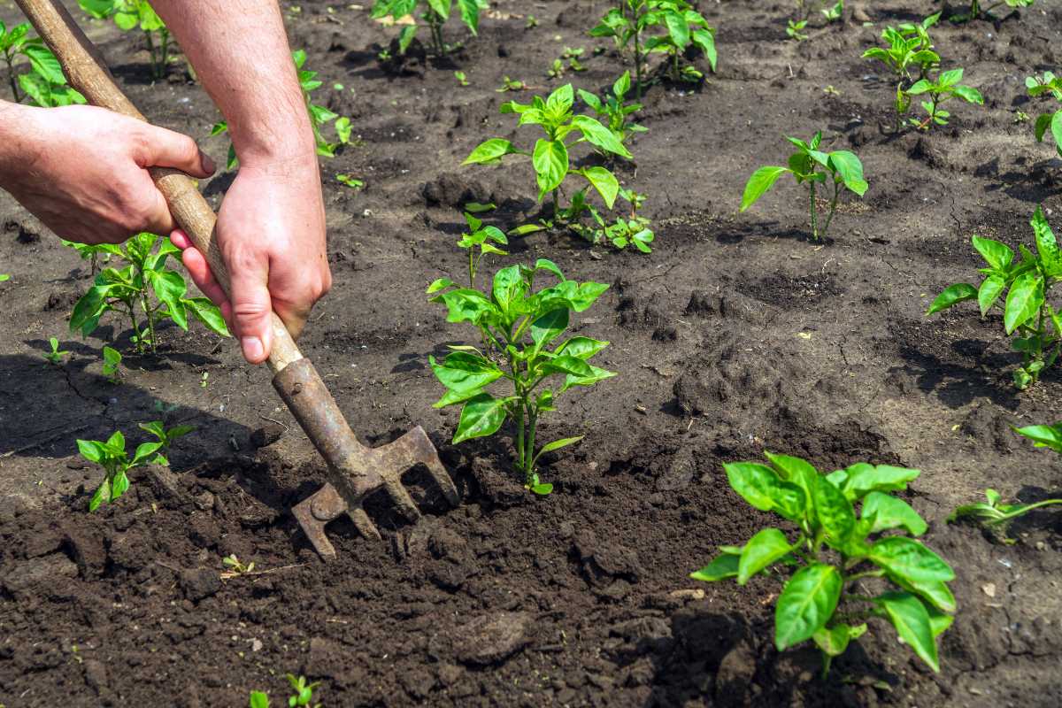 A person employs a garden hoe to cultivate the soil around small green plants in a garden. The dark soil appears freshly tilled, and rows of young plants stretch across the scene.