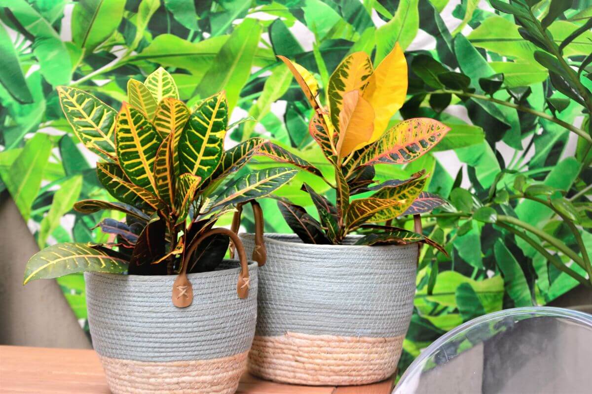 Two vibrant croton plants sit in round woven baskets on a wooden surface.