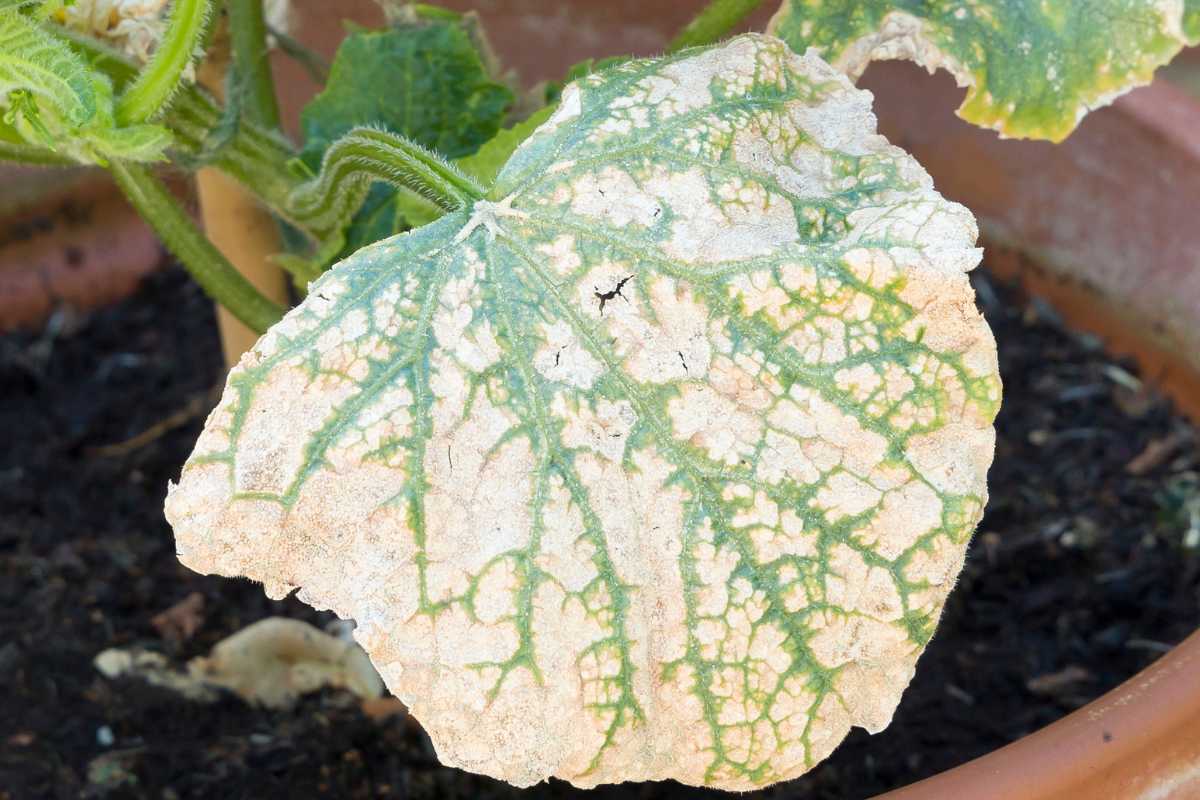 A cucumber plant's leaf showing signs of mosaic virus.