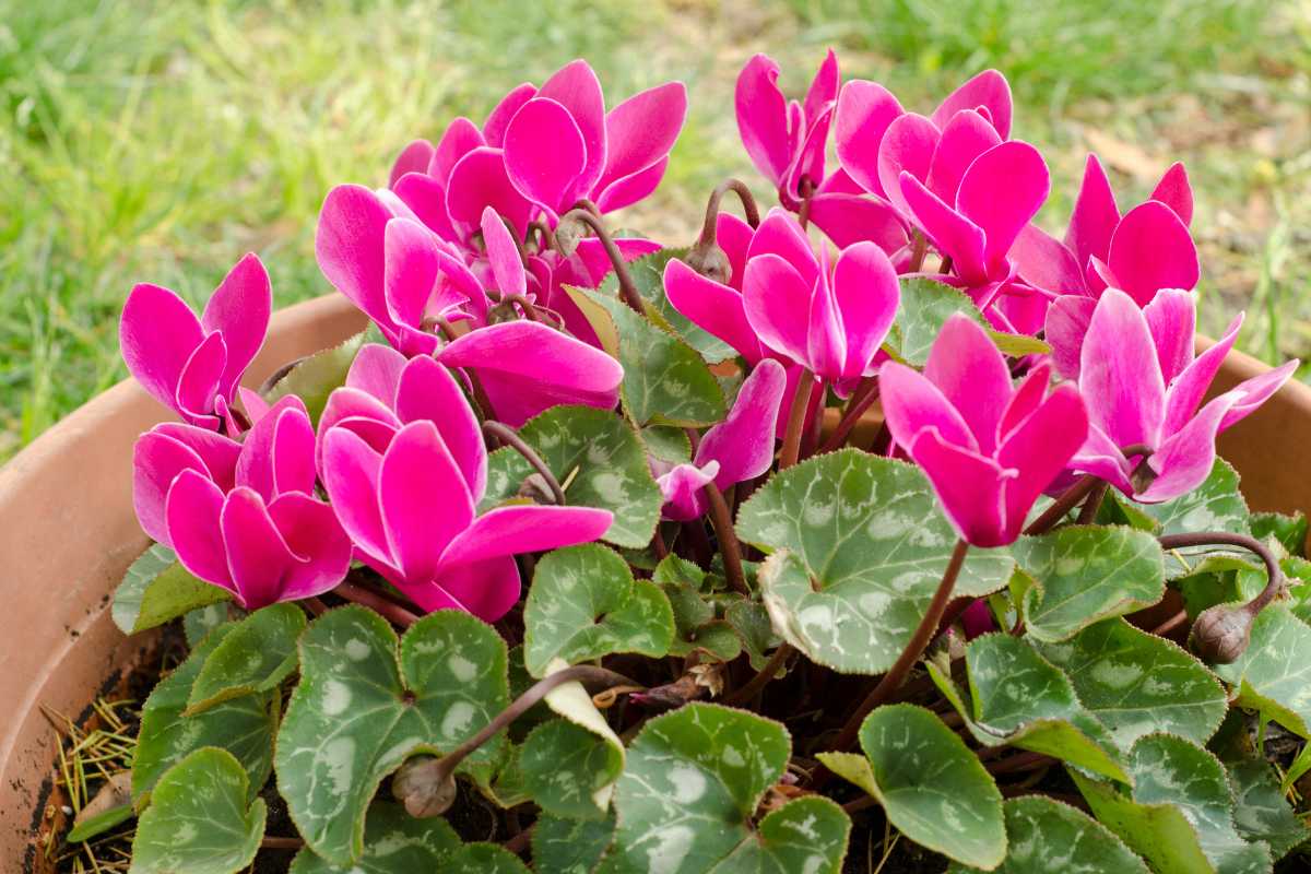 A pink cyclamen flowers in full bloom. 