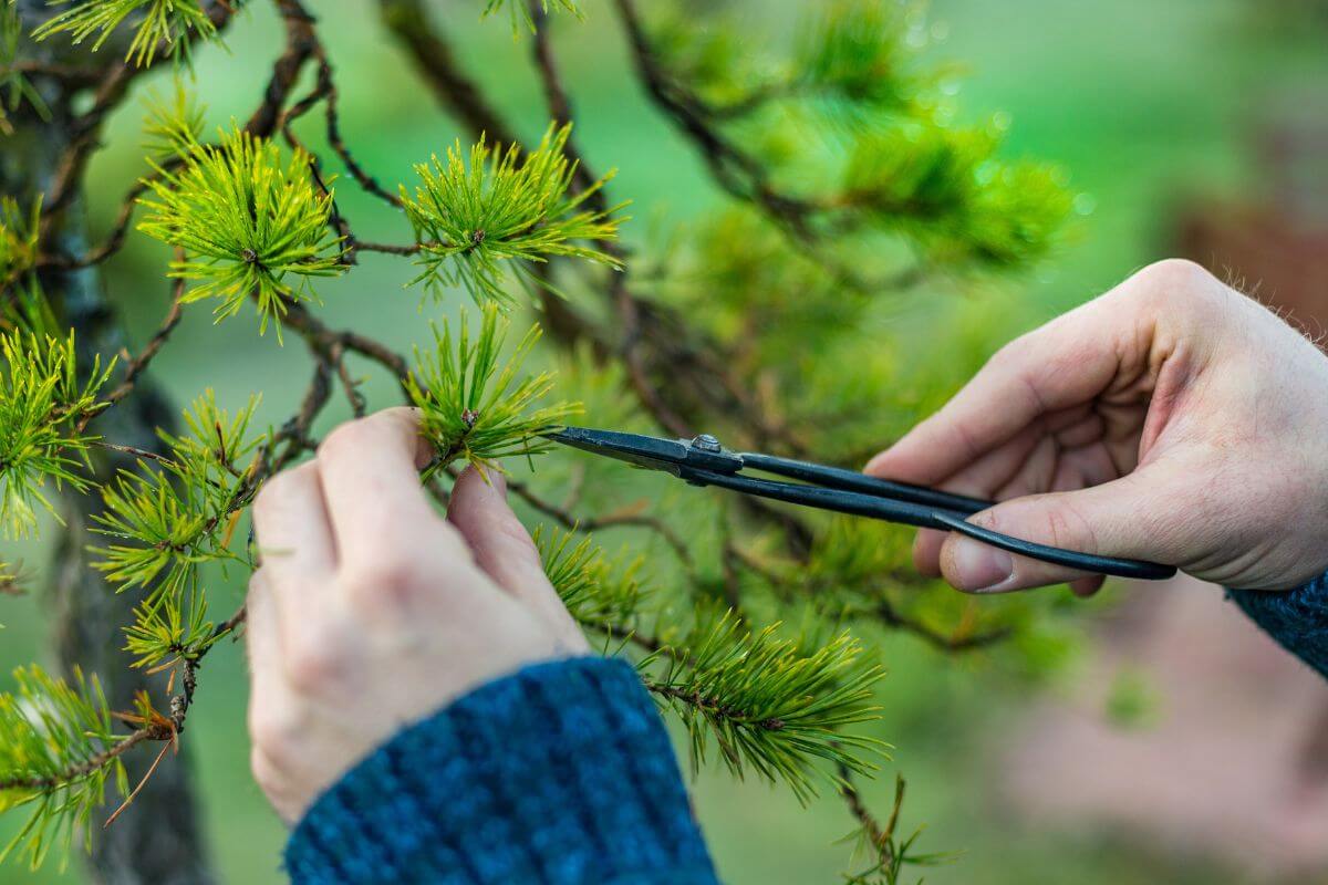 A gardener uses a pair of de-candling scissors on a pine bonsai