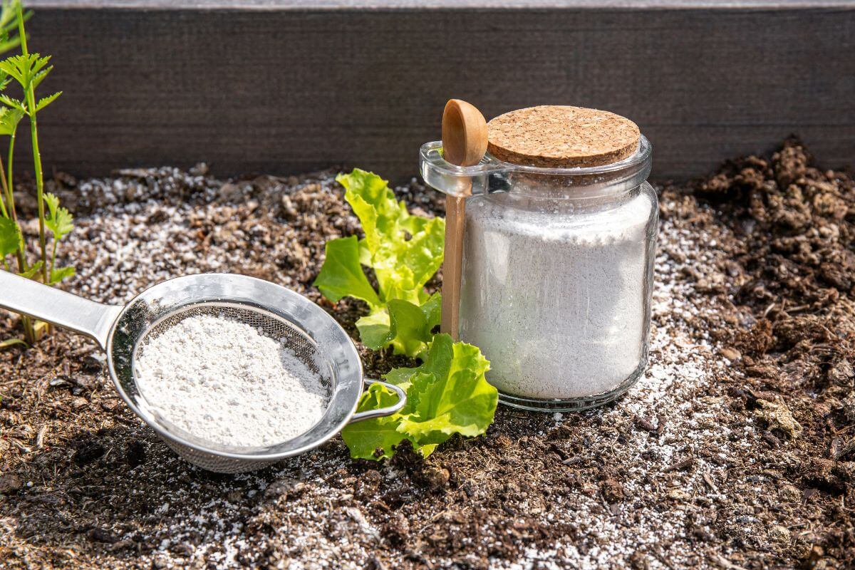 A small glass jar filled with diatomaceous earth powder, sealed with a cork lid and a wooden spoon attached, stands on soil.