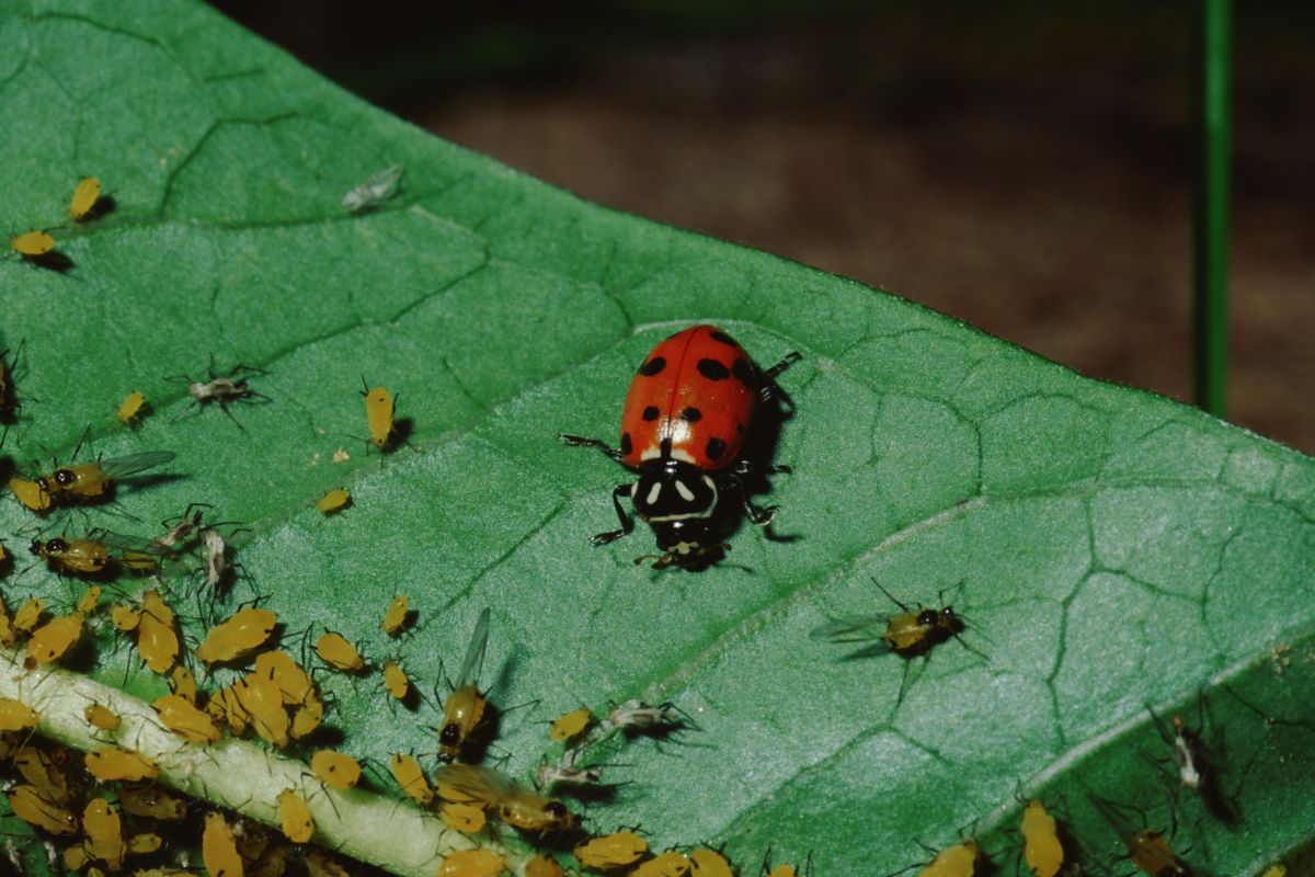 A red ladybug with black spots sits on a green leaf surrounded by numerous small, yellow aphids and a few winged insects. 