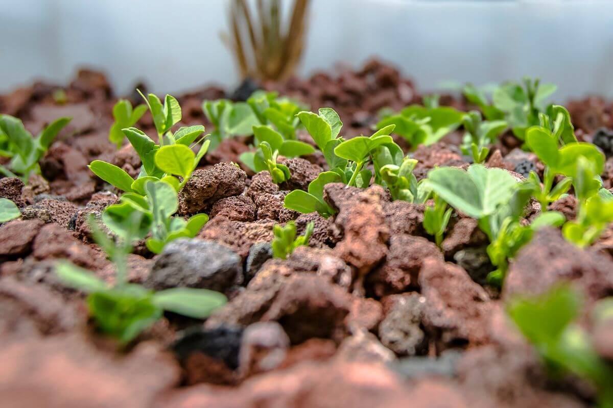 Close-up view of small green seedlings sprouting from lava rocks on a hydroponic garden.