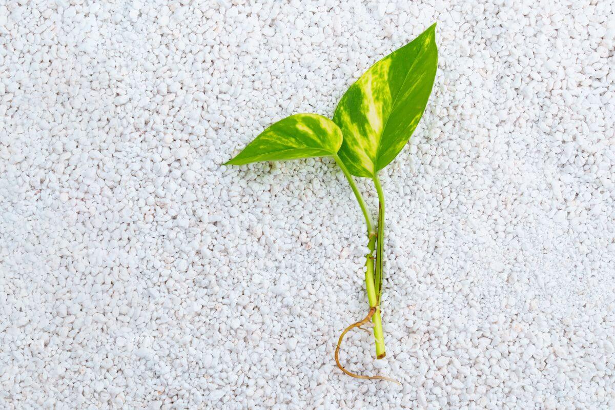 A single green plant cutting with two leaves and visible roots sits on a light, textured surface of small white perlite.