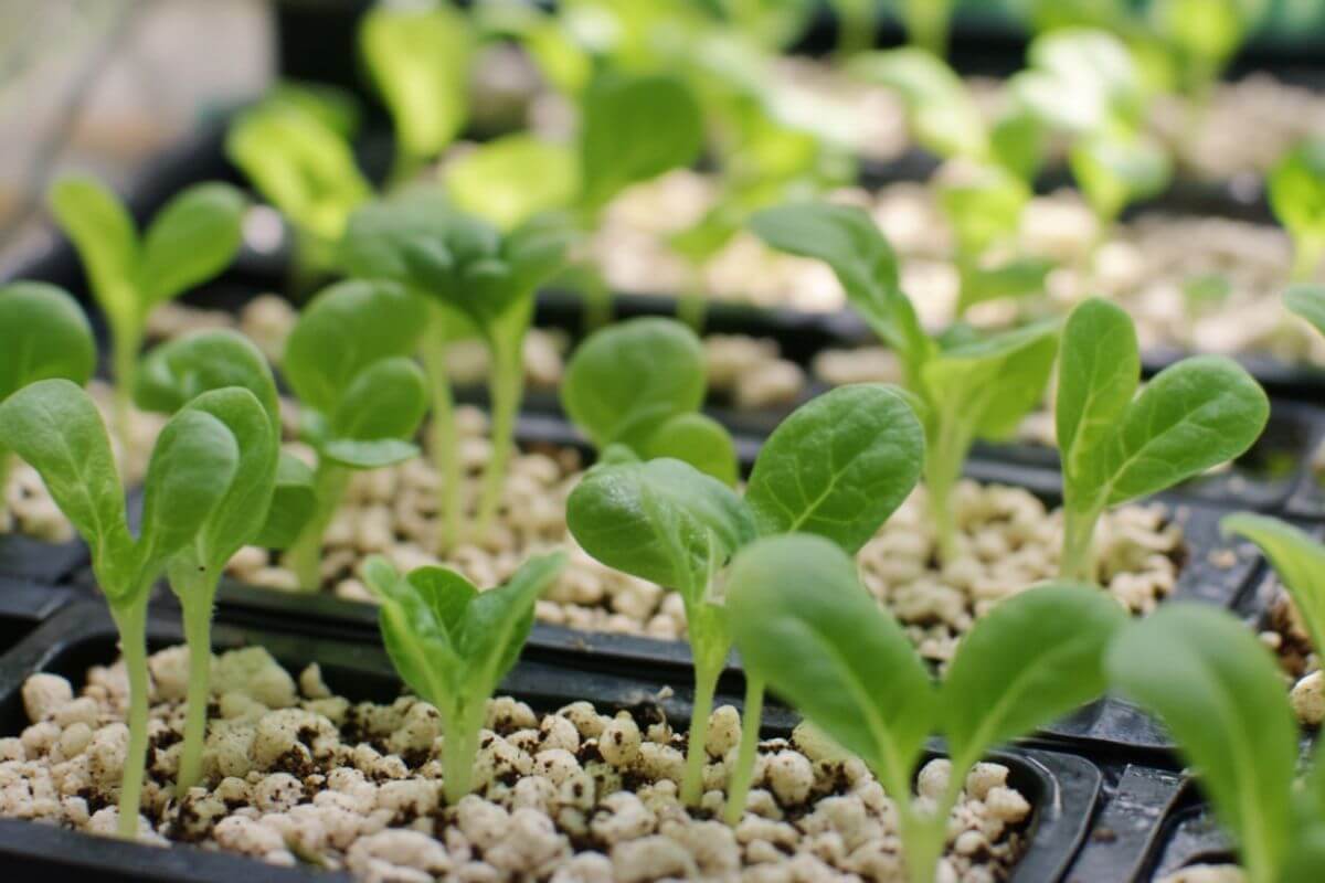 Close-up of young green seedlings growing in black containers filled with a light-colored pumice.