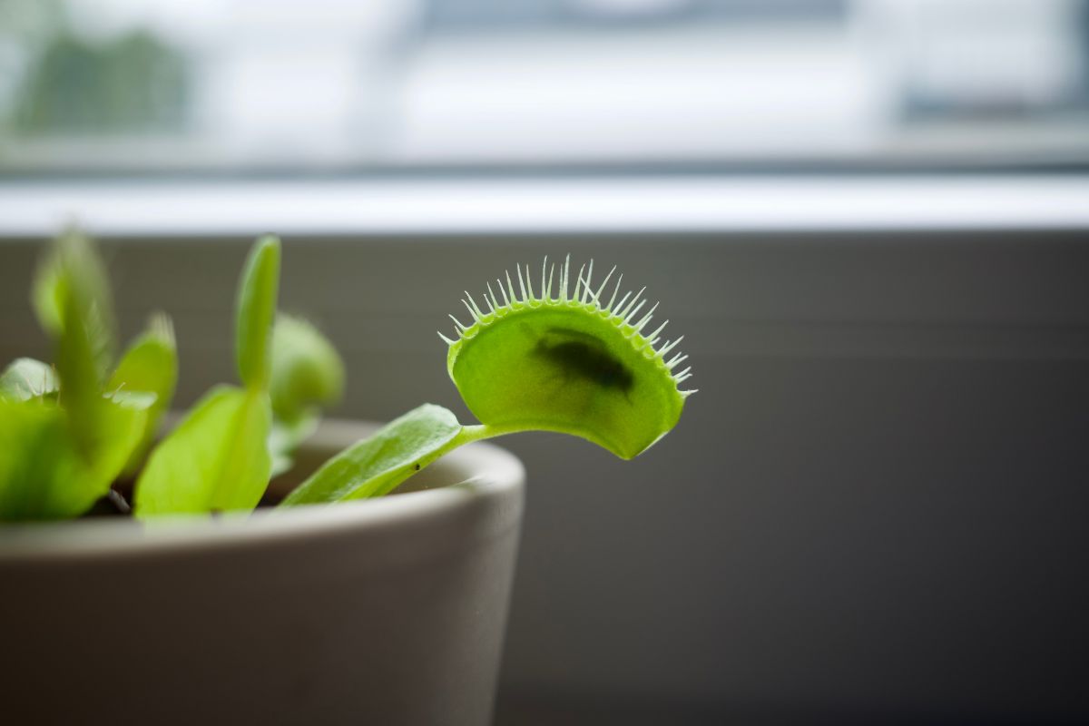 Close-up of a Venus flytrap plant in a white pot placed near a window.