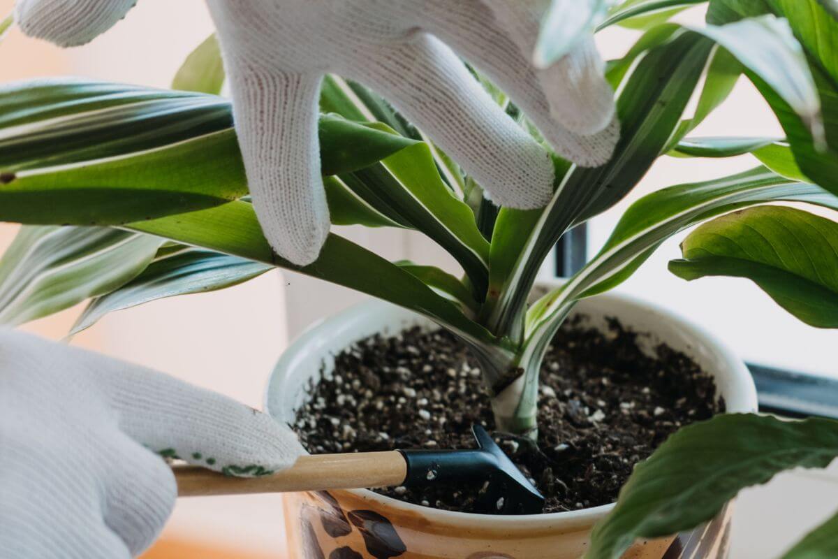 Two gloved hands tending to a potted dracaena fragrans with striped green foliage.