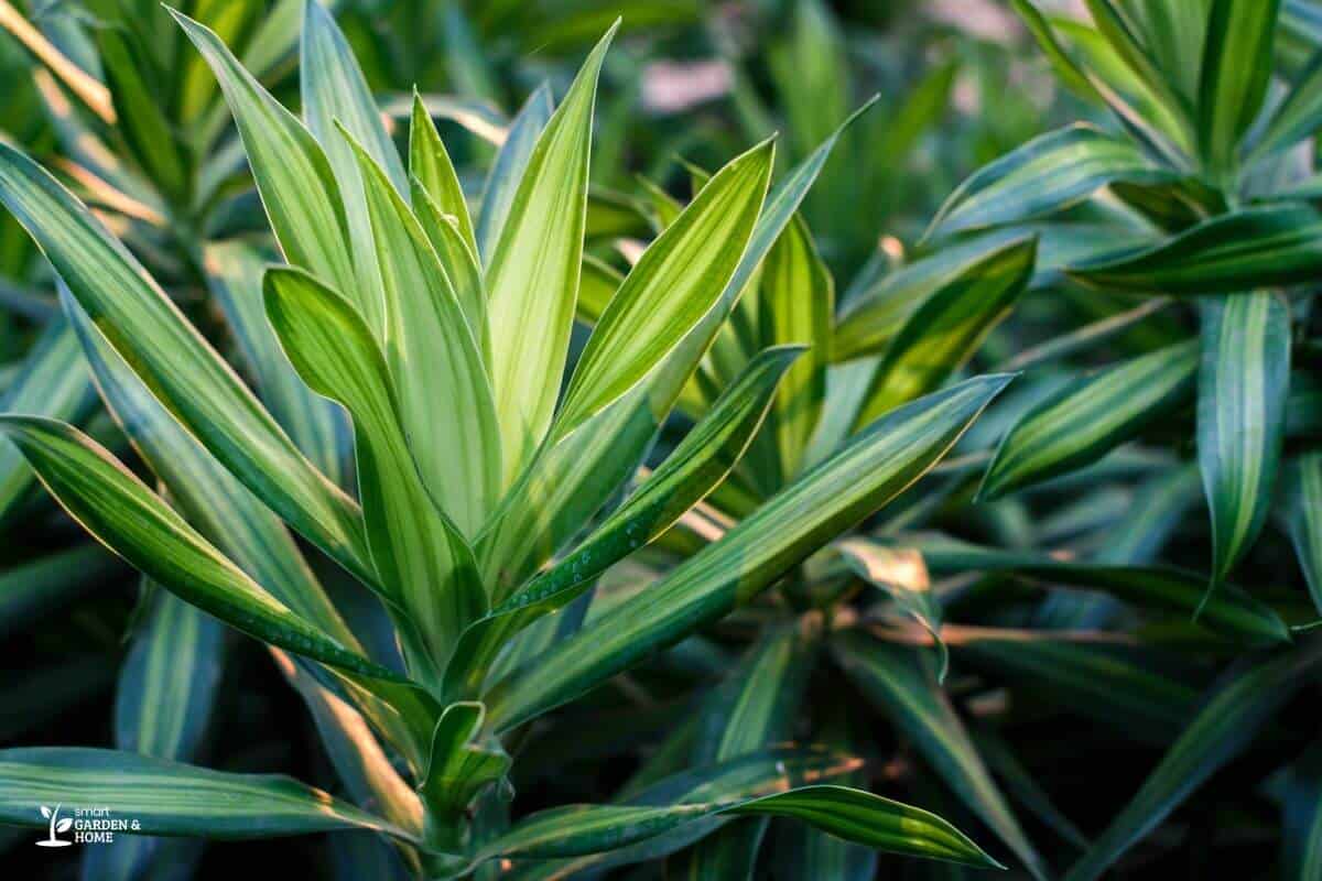 Dracaena Plant