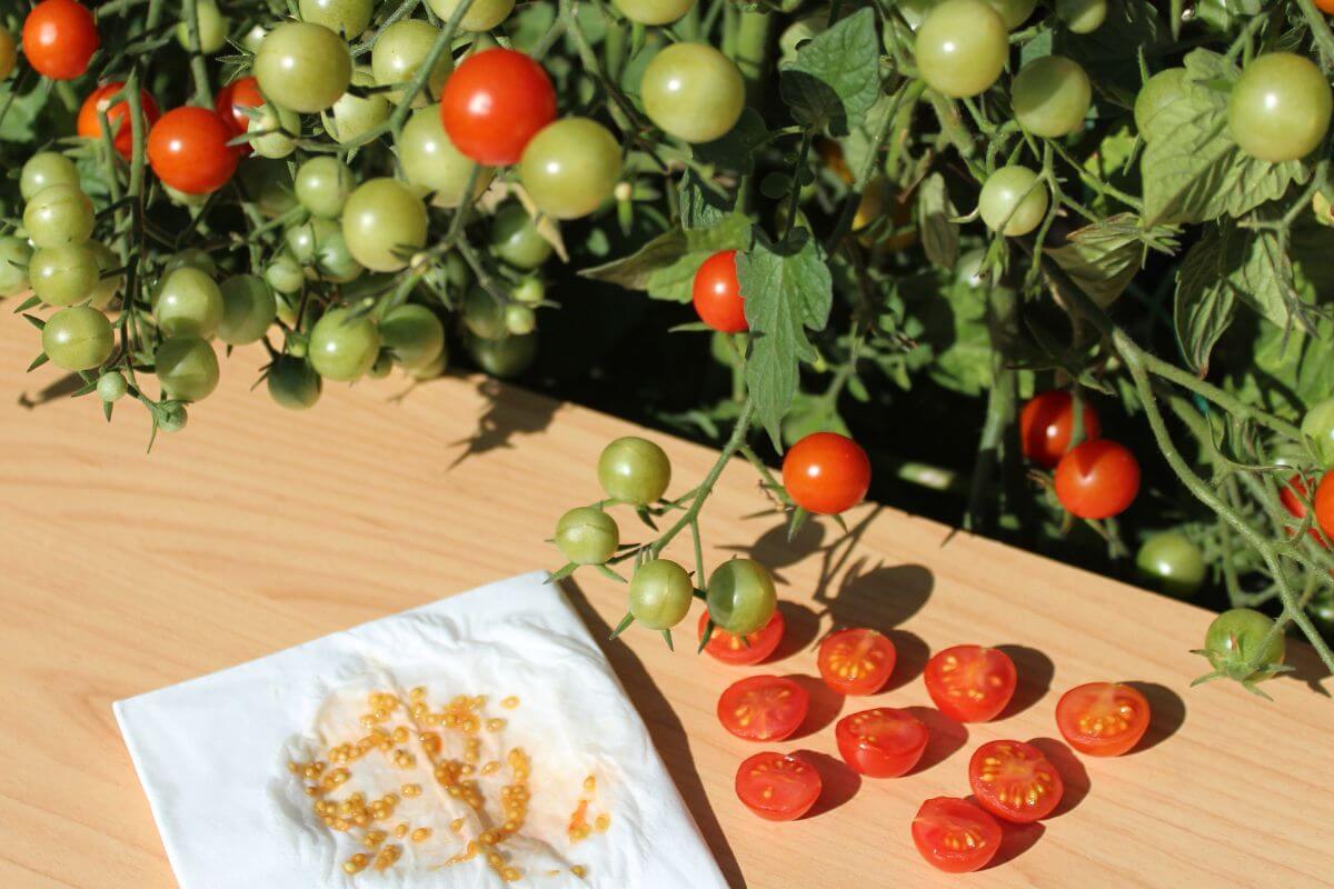 A wooden surface with harvested tomatoes at various ripeness stages—green, orange, and red. A vine cluster, napkin with tomato seeds, and cut tomato halves are also present.