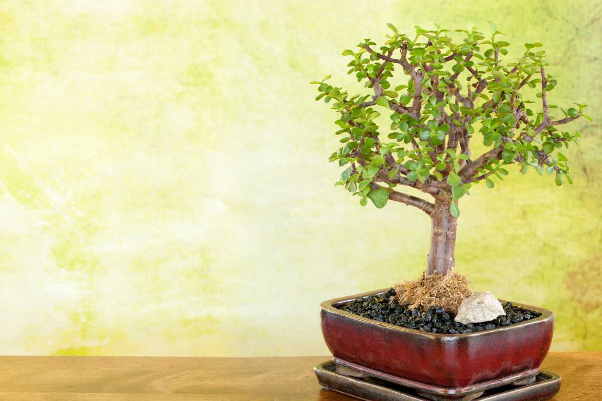 A dwarf jade bonsai tree with green leaves, one of the popular bonsai trees, is placed in a rectangular, dark red pot with a matching tray. The background is a textured, yellow-green wall. 