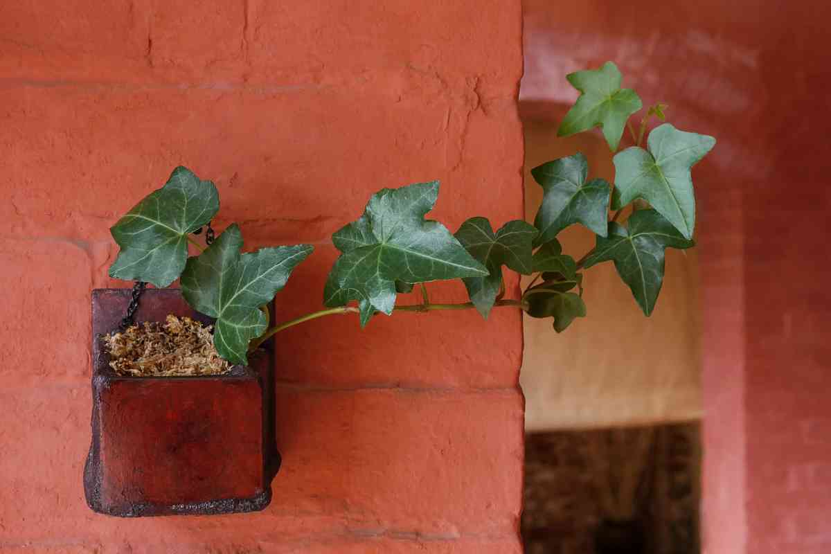 A small red planter is attached to a brick wall, holding a trailing ivy plant with green leaves. 