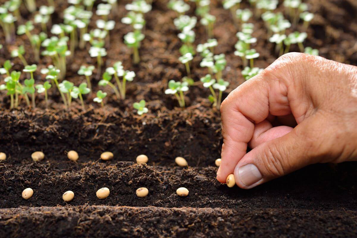 A close-up of a hand planting organic seeds in rows of soil.