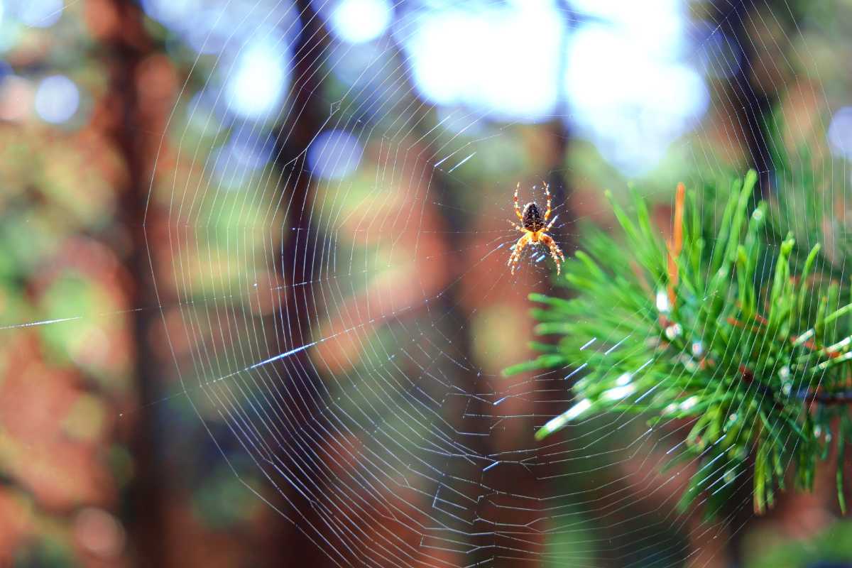 A spider resting in the center of its intricate web, spun between tree branches. 