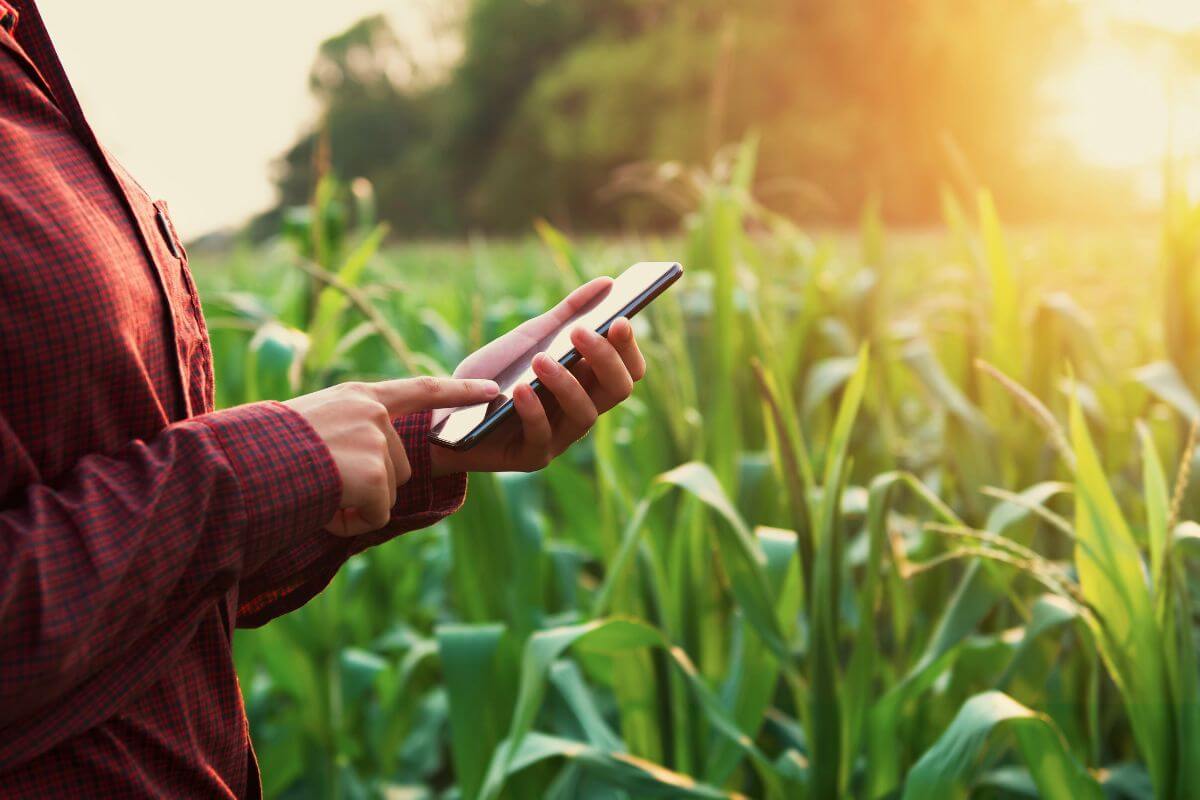 A person in a red checkered shirt uses a smartphone while standing in a green cornfield.