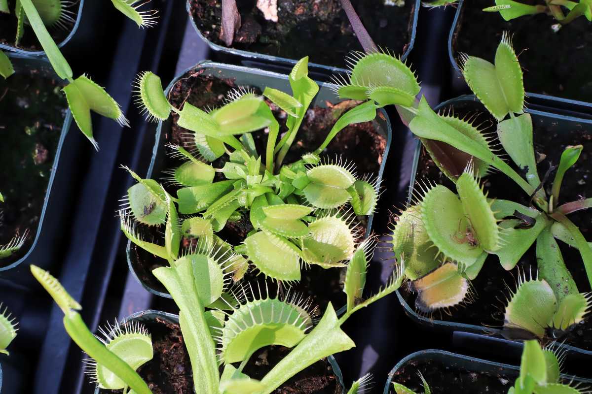 Several vibrant Venus flytraps in pots, showcasing their spiky trap edges. 