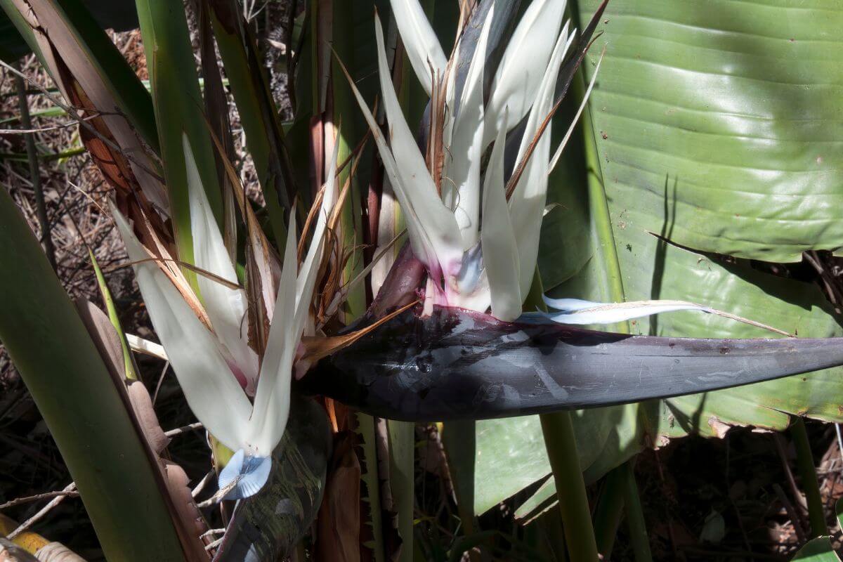 A cluster of White Bird of Paradise flowers with white and purple petals, surrounded by dense green foliage.