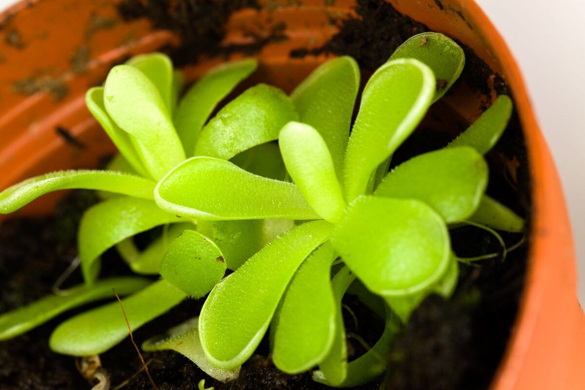 A vibrant green butterwort plant with smooth, thick leaves growing in a small, round, terracotta pot. 