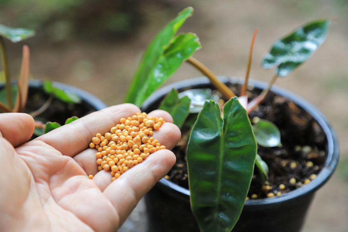 A hand holding granular fertilizer over small potted philodendron billietiae plants with vibrant green leaves.