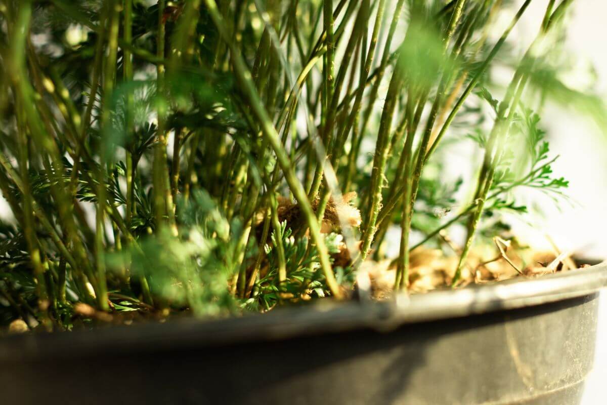 Close-up of a potted rabbit's foor fern with numerous thin green stems and feathery leaves.