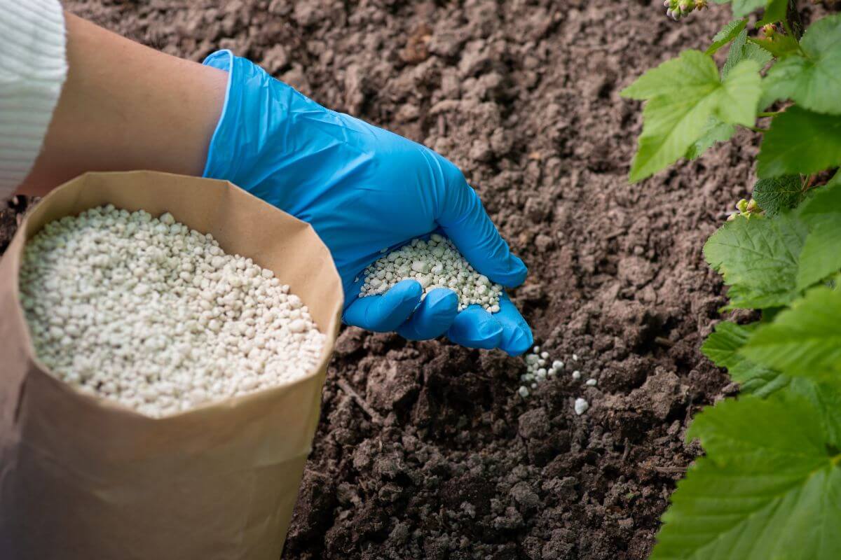 A person wearing blue gloves is holding small white granular fertilizer from a brown paper bag and sprinkling them onto soil next to green plants. 