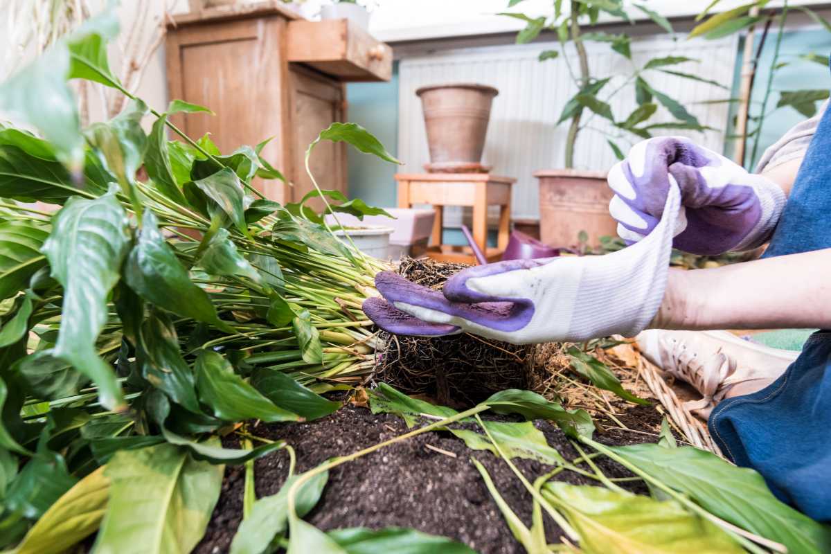 A person wearing purple and white gloves is seen repotting a large peace lily plant, with its root ball exposed and surrounded by soil. 