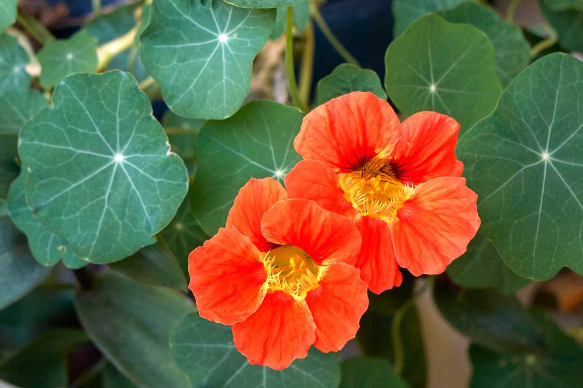 Two vibrant orange nasturtium flowers with distinctive yellow centers, surrounded by lush green plants with round leaves and visible veins. 