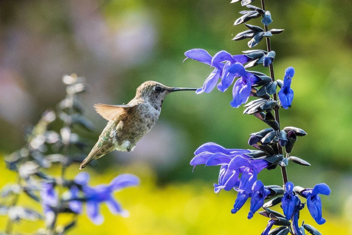 A hummingbird hovers mid-air, feeding from vibrant blue flowers, reminding us on why is gardening good for the environment.
