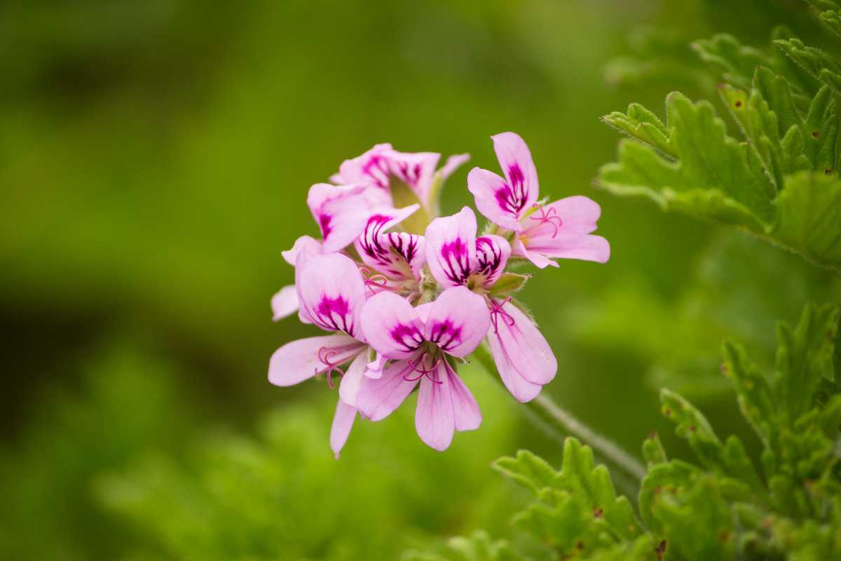 A close-up of pink geranium flowers with deep magenta streaks in the center, surrounded by lush green foliage. 