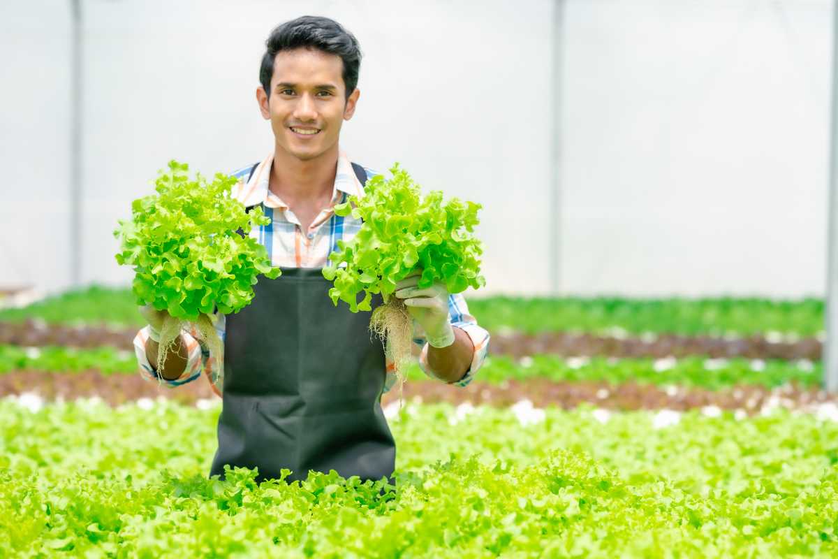 A smiling person in a black apron holds up two bunches of green lettuce. They are standing in a greenhouse filled with rows of leafy green plants, 