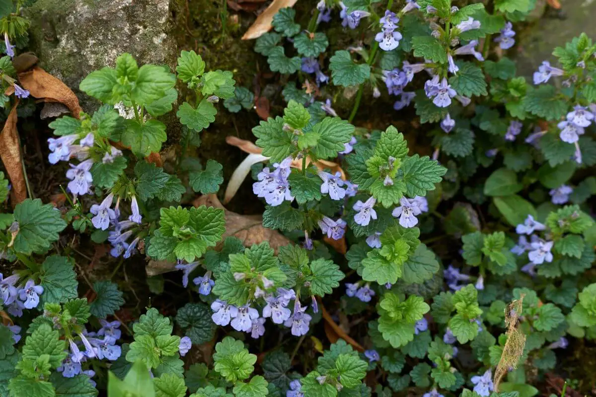 A cluster of ground ivy plants with green, serrated leaves and small, delicate purple flowers in full bloom. 