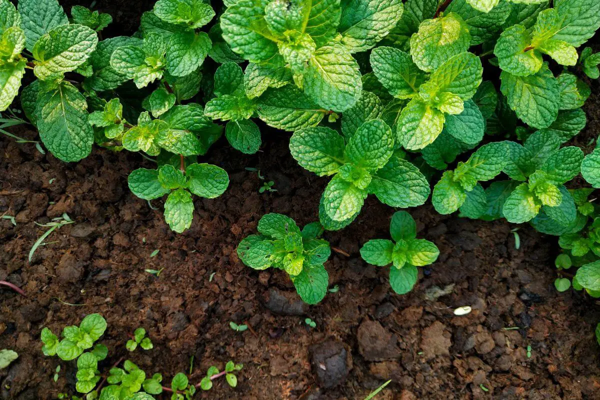 Vibrant green mint plants growing in moist soil, one of the methods on how to keep animals out of the garden naturally.