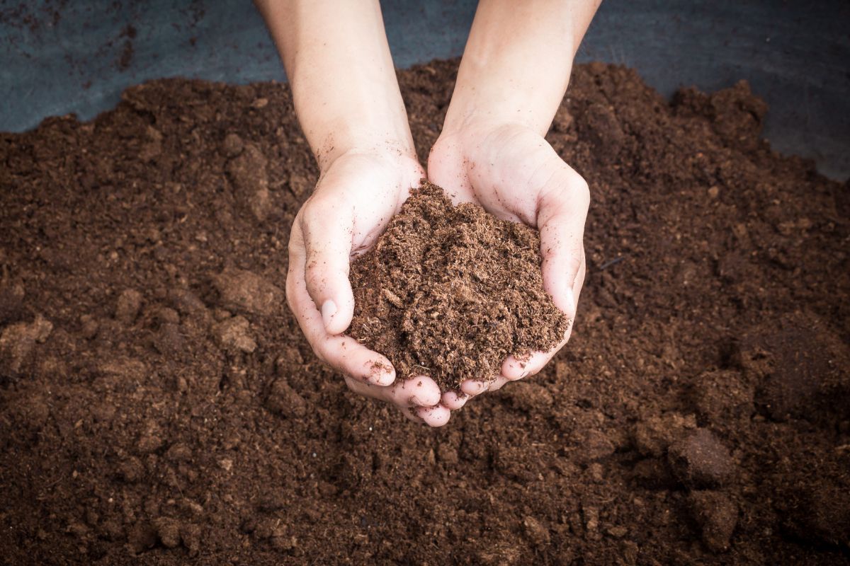 Two hands holding a small mound of soil with a tiny sundew plant, set against a larger background of loose soil.