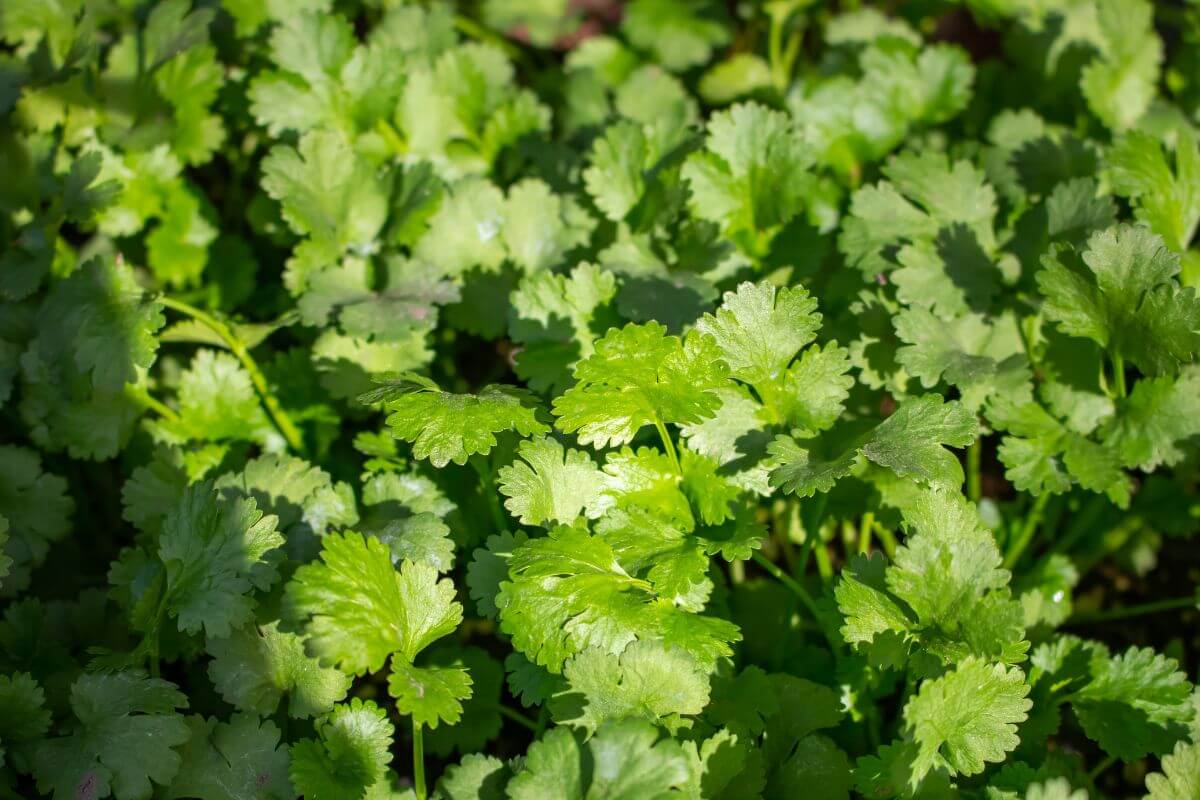 Close-up of vibrant green cilantro leaves growing organically in a garden.