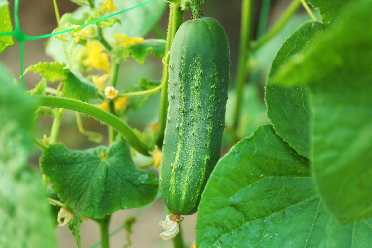 A green cucumber hanging from a vine, surrounded by large green leaves and small yellow flowers.