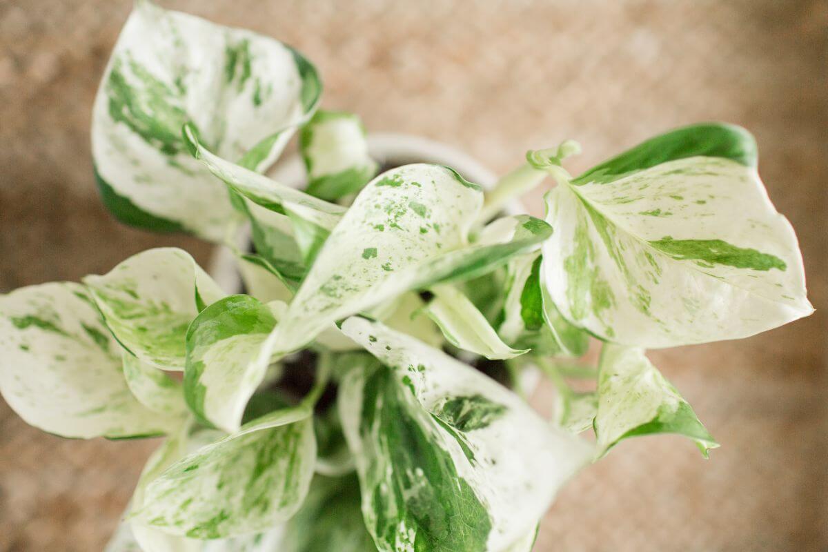 A close-up of a variegated Pearls and Jade pothos plant with green and cream-colored leaves.